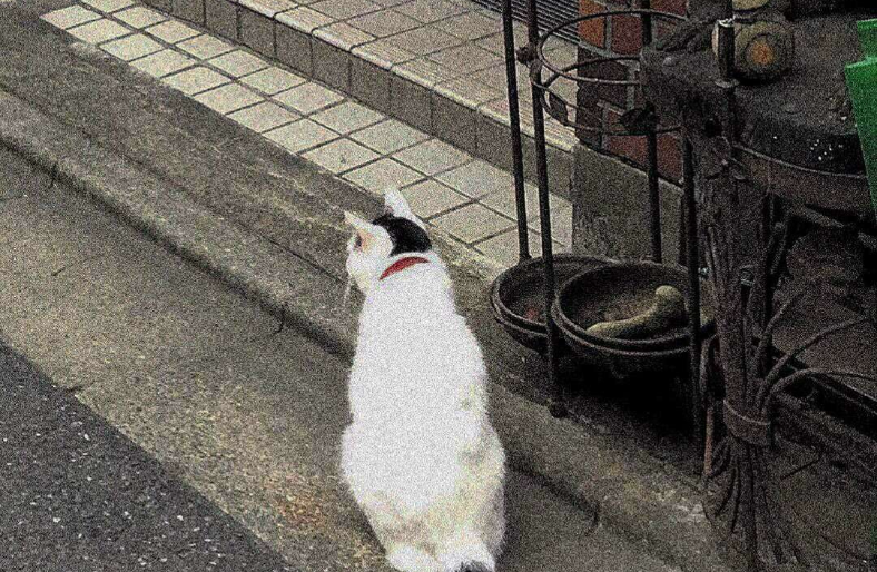 你最想在哪个城市度过晚年生活？为什么？