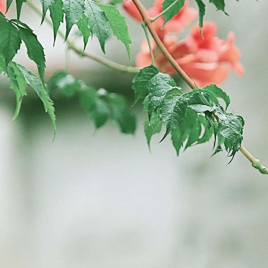 若如风尘