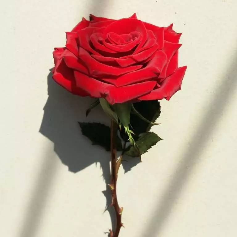 木与申