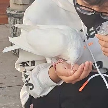 白鲸海洋