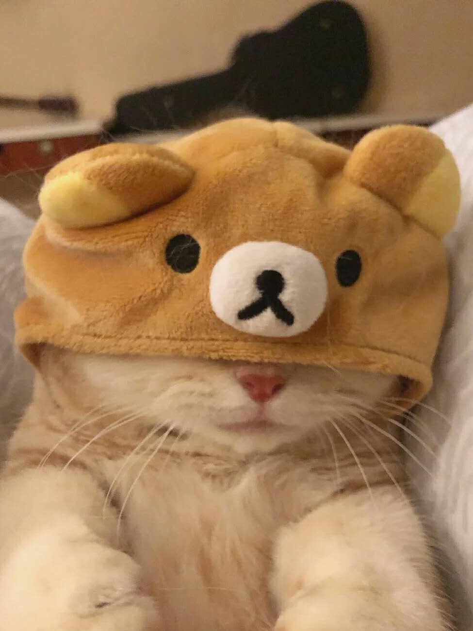 蝶猫