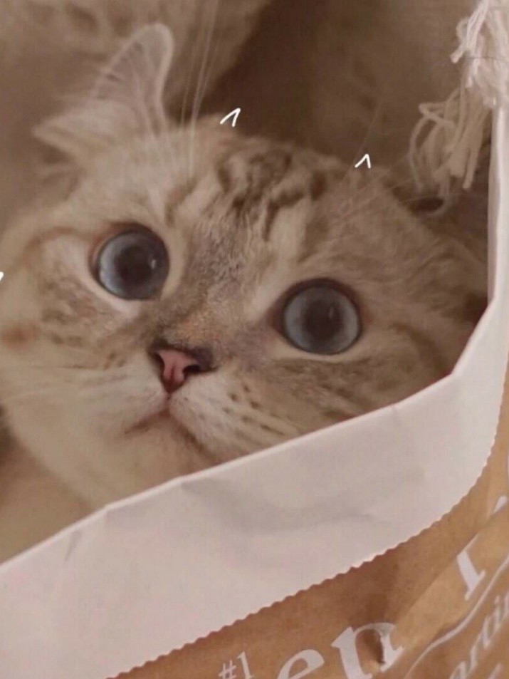 贺某某