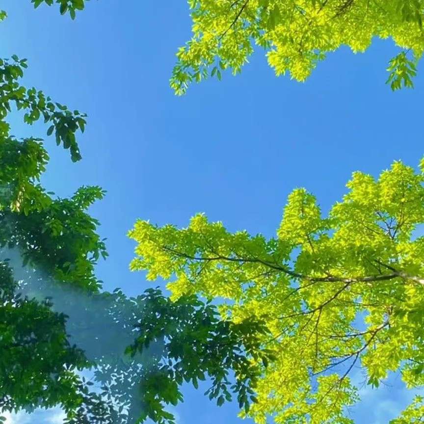 墨安