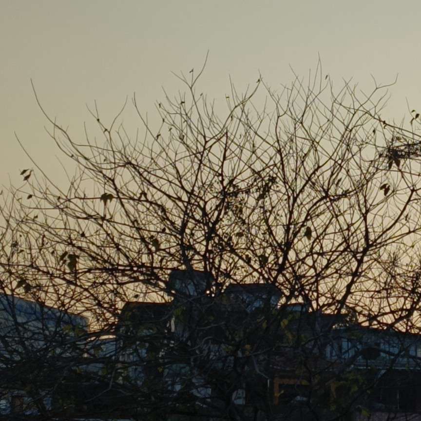 樂楓