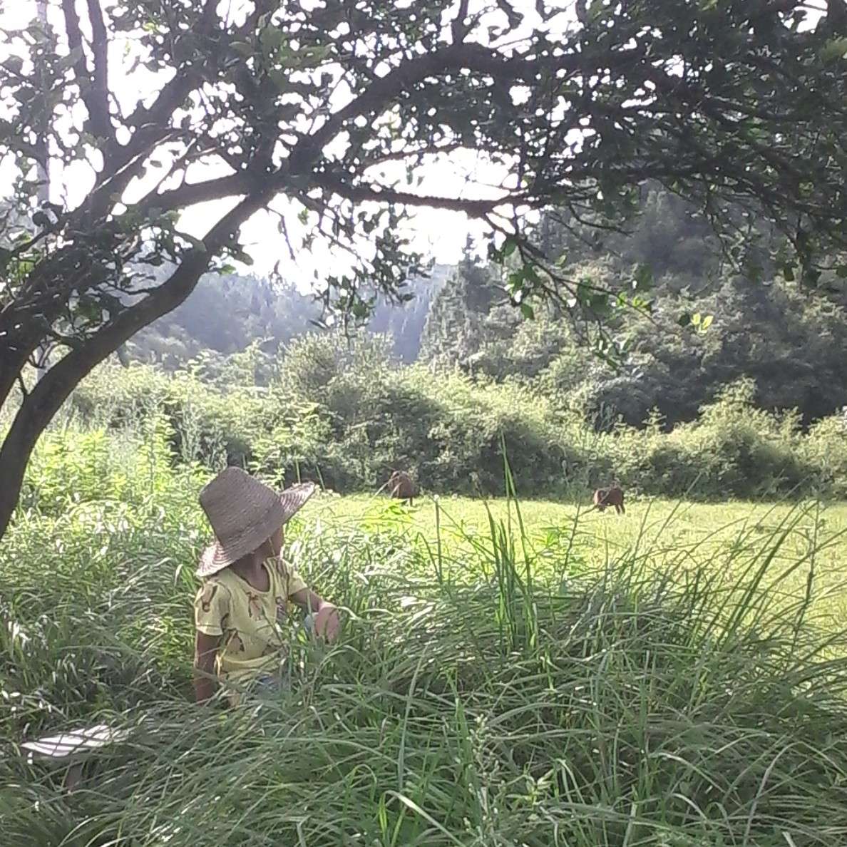 诗吾