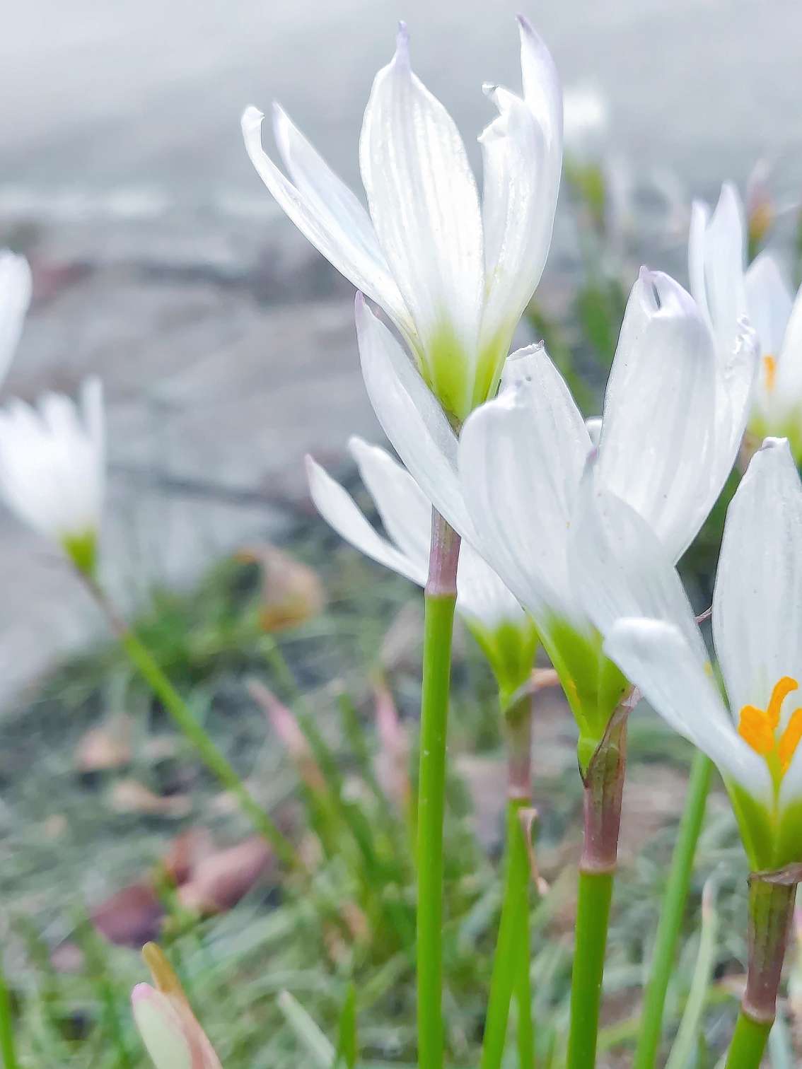 落花栖梧桐