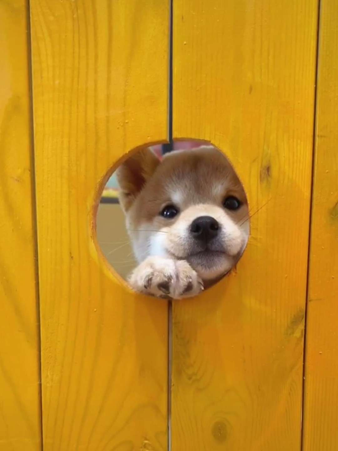 梓兮