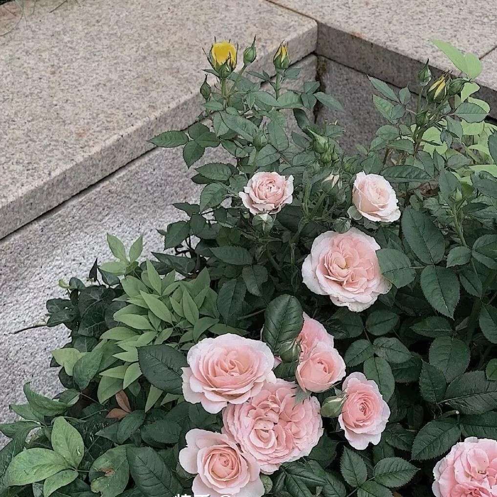 玫瑰、