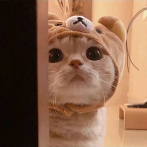 羊咩咩