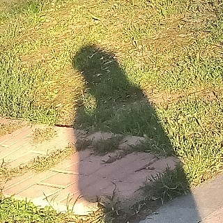 木子.