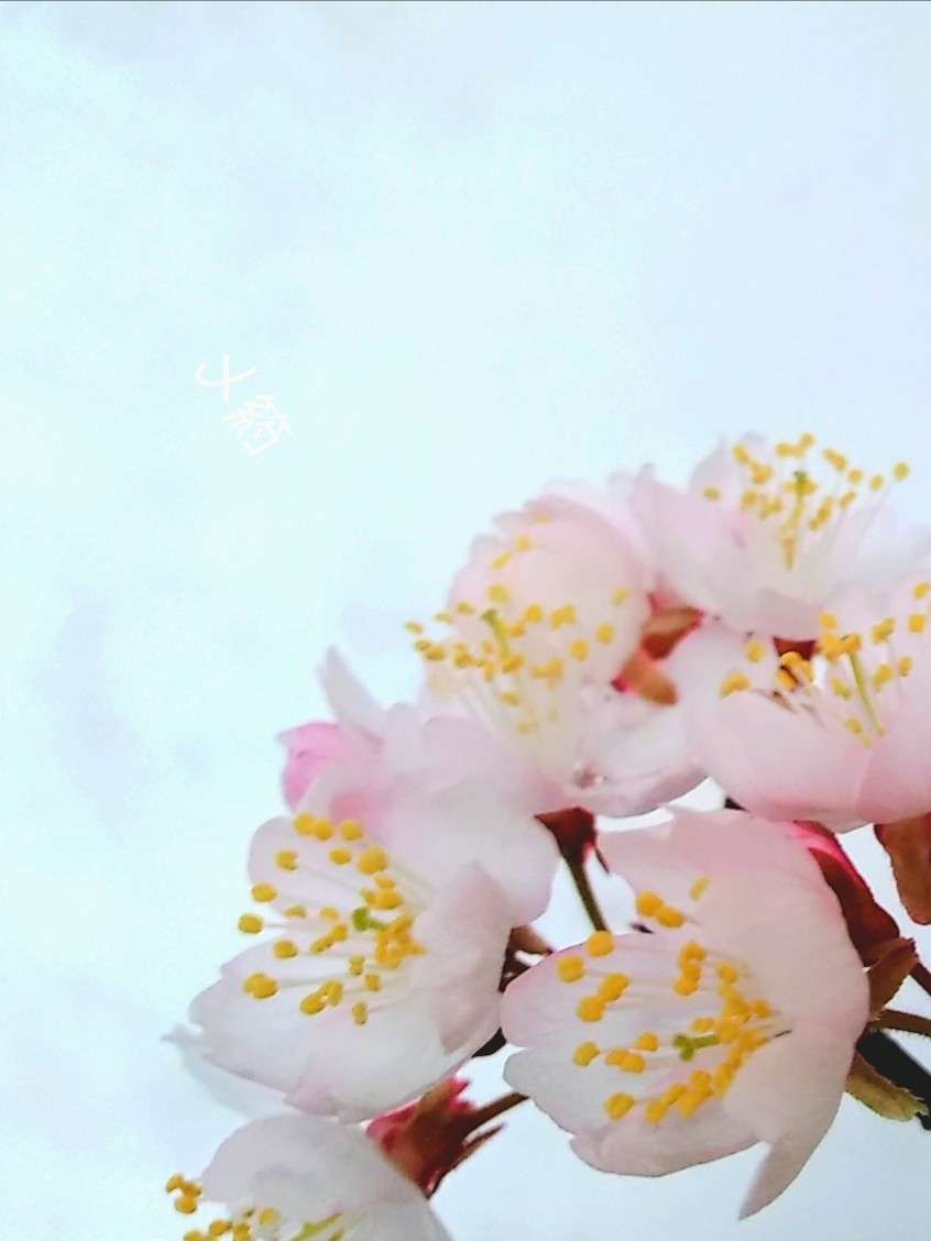 向晚梧桐