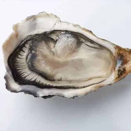 生蚝
