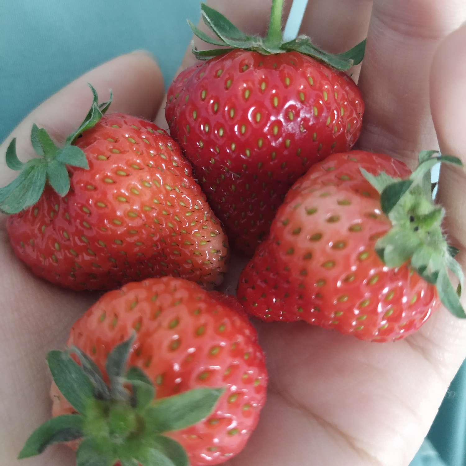 橙