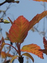 种花家