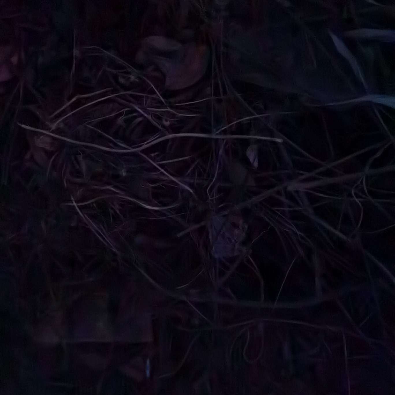 化苦