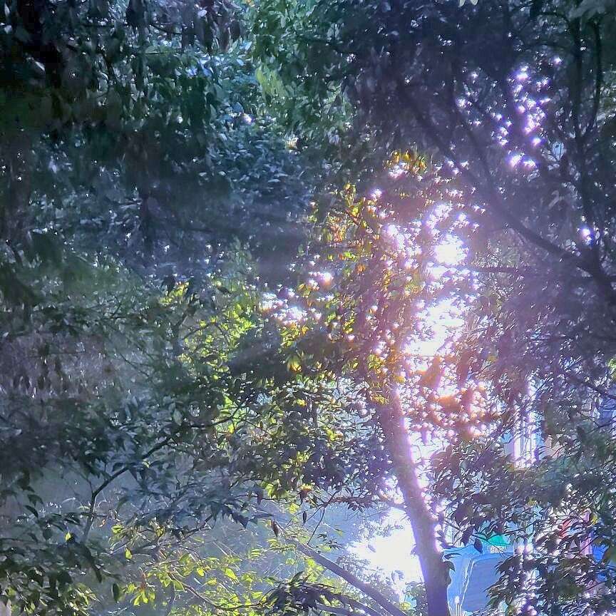 柯珩梓