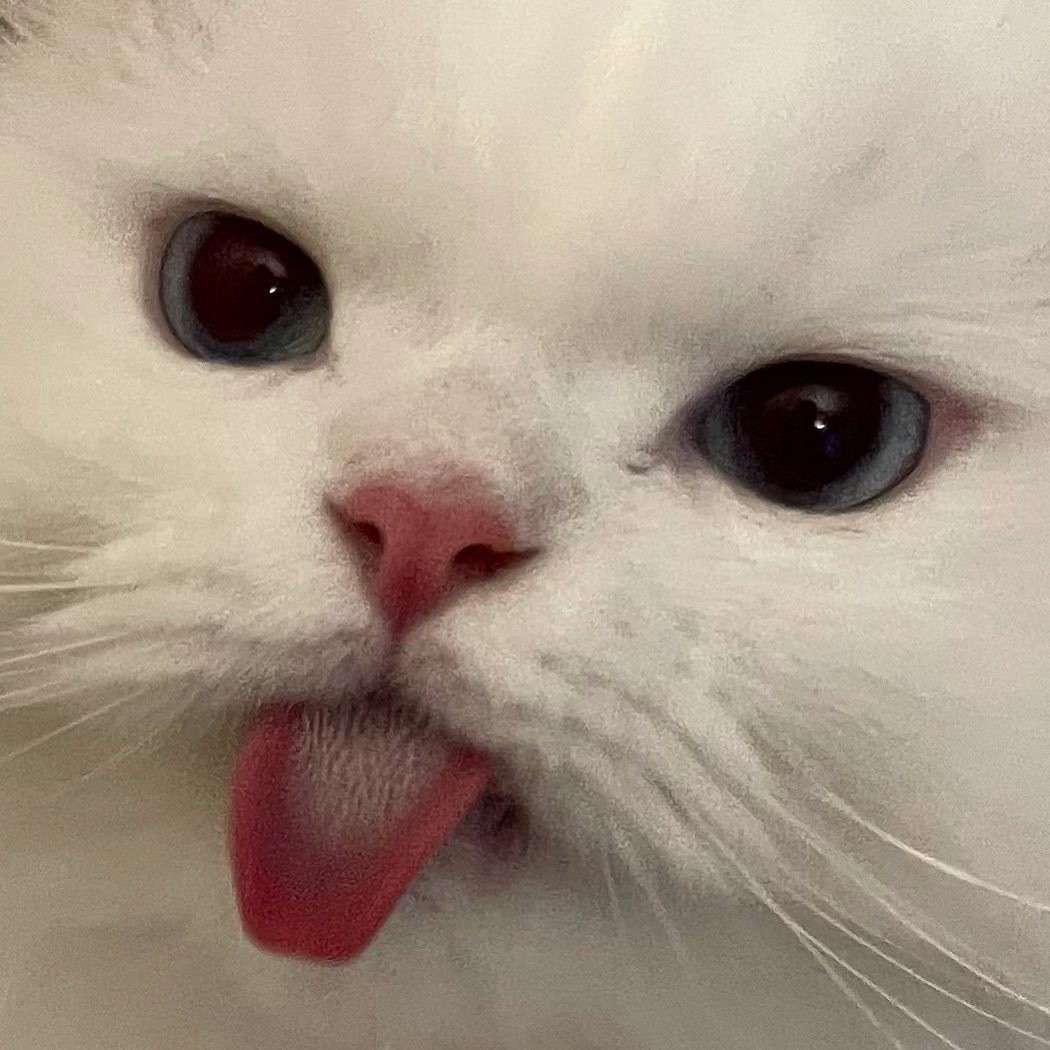 橙子