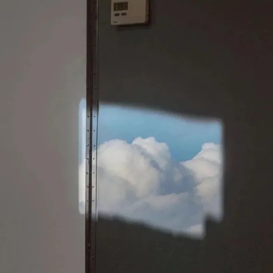 藤罗为枝