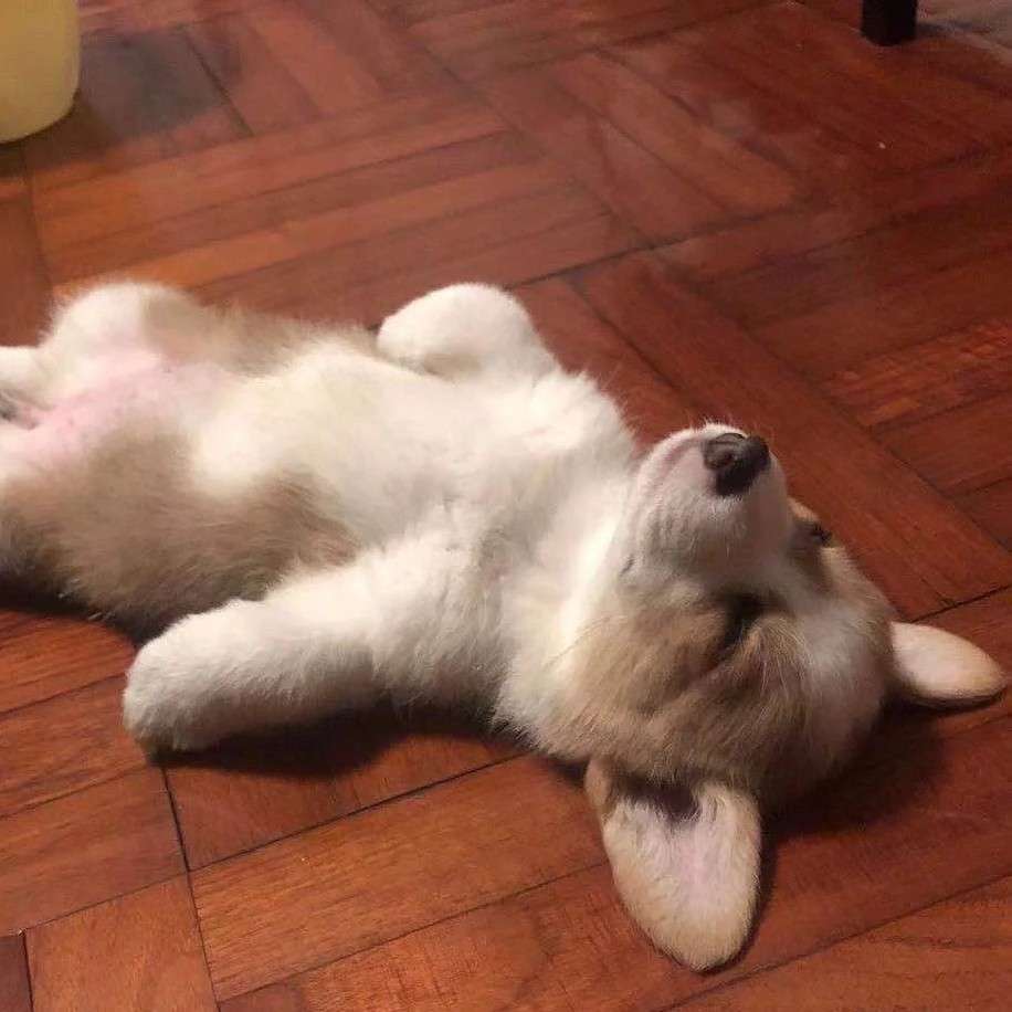 楊不滿