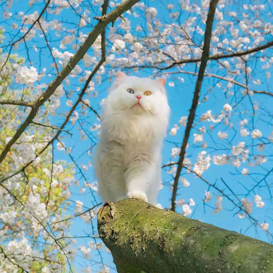 猗欤休哉
