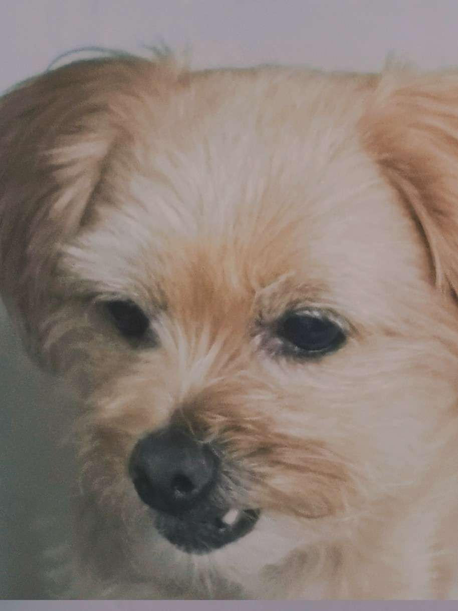 咖喱可爱