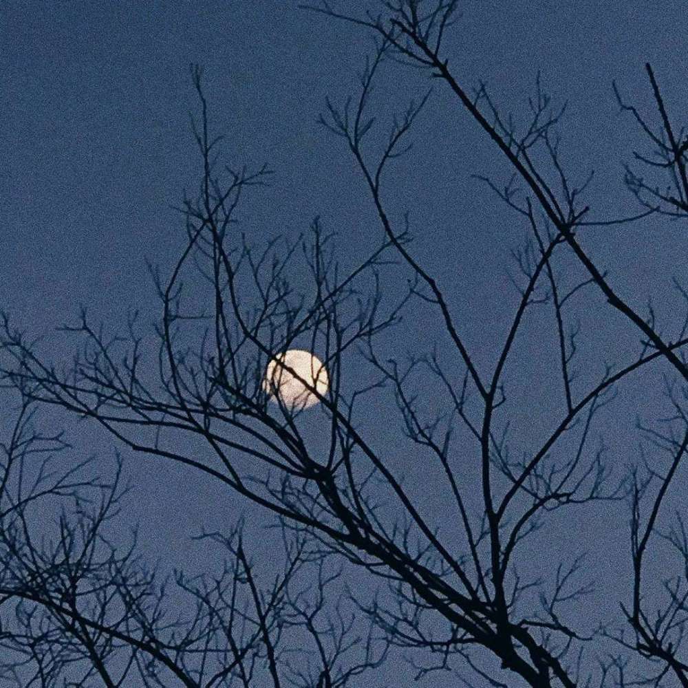 空菊