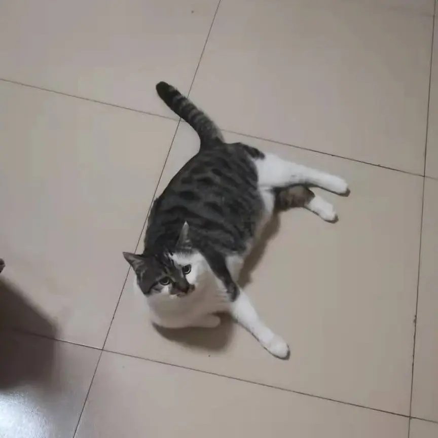 嘎嘎帅崽崽