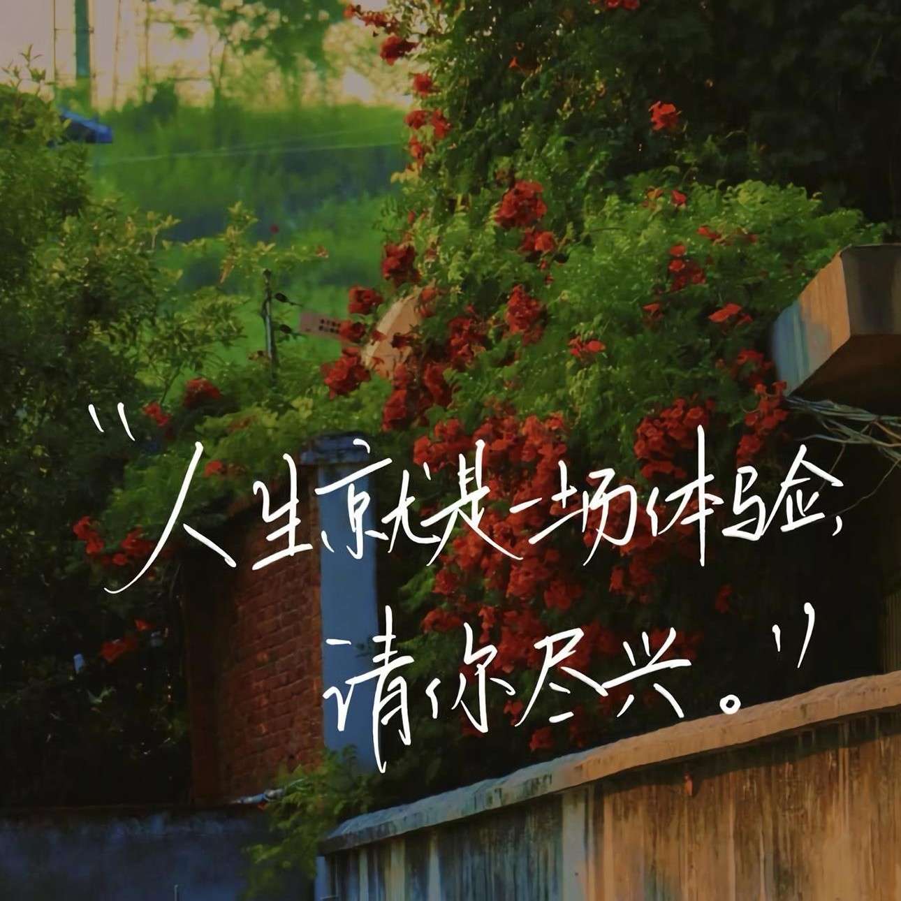 情感语录，如同枯木逢春，历经风霜，终见新生。那份坚韧与希望，犹如神姿如玉，熠熠生辉，令人赞叹不已。