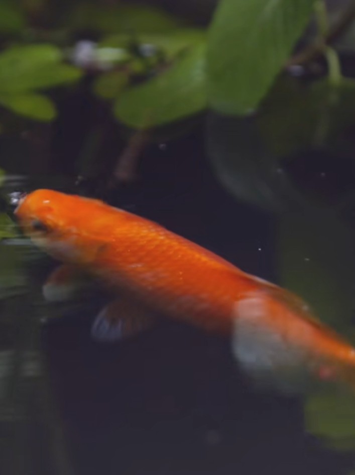 普希金