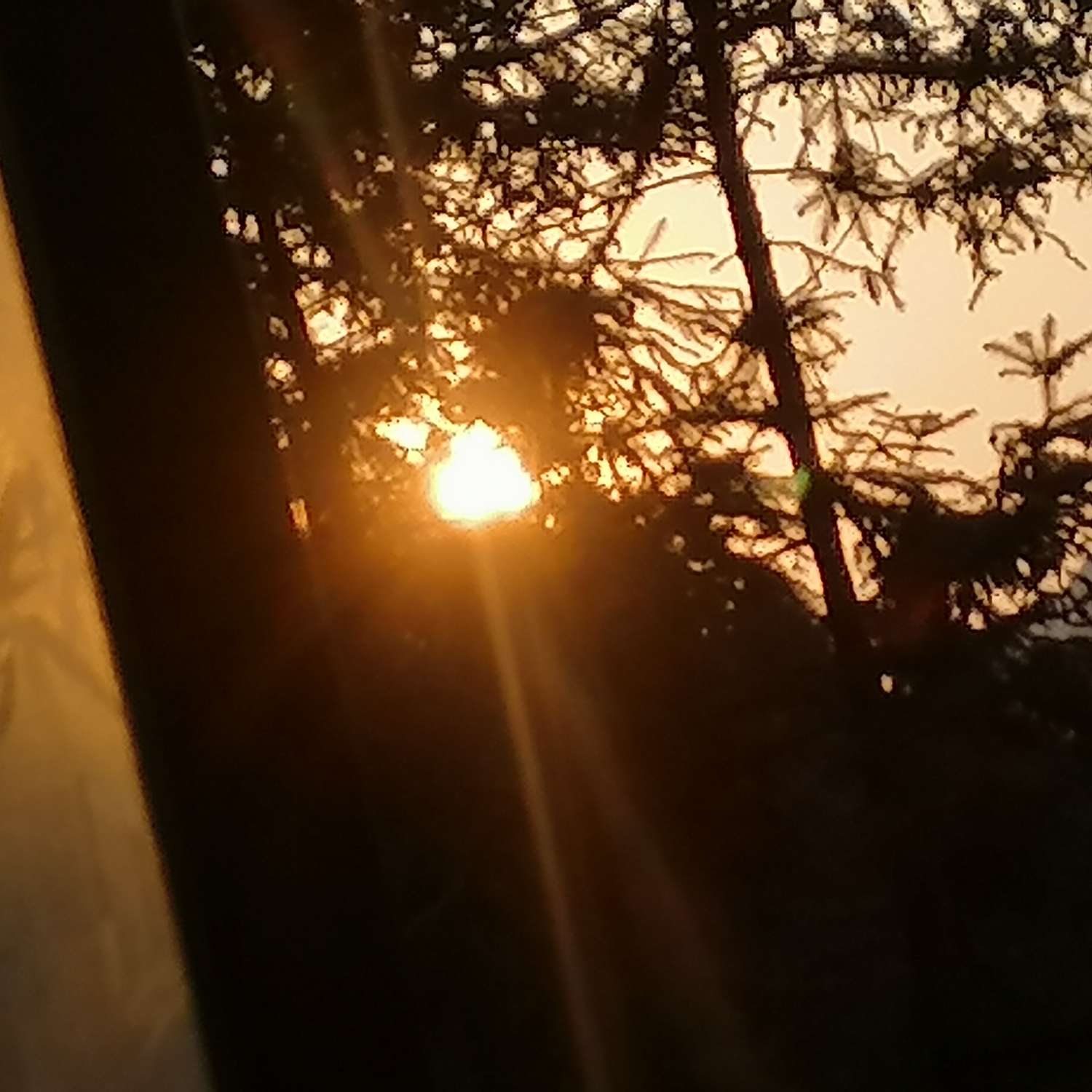 理智荔枝
