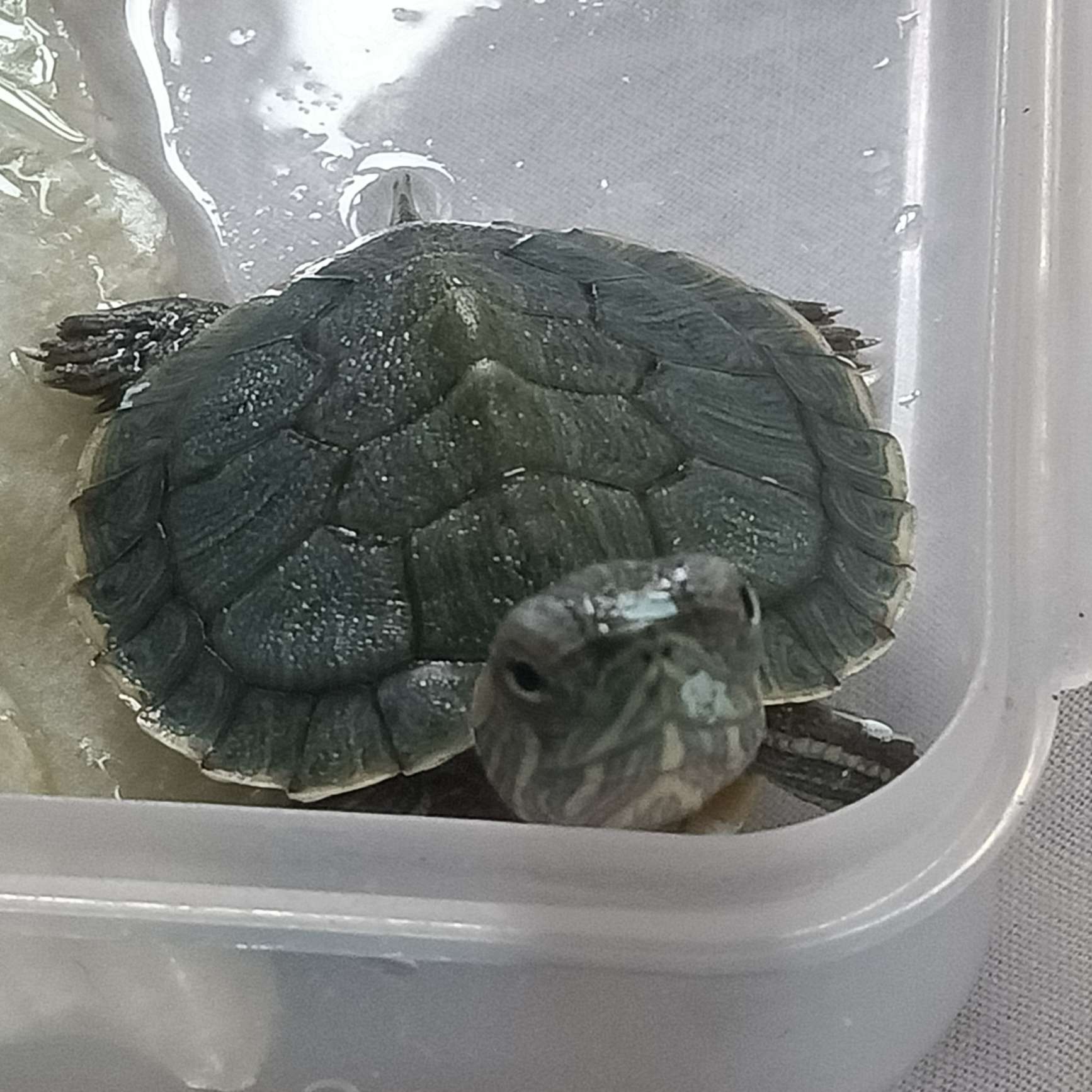 随风