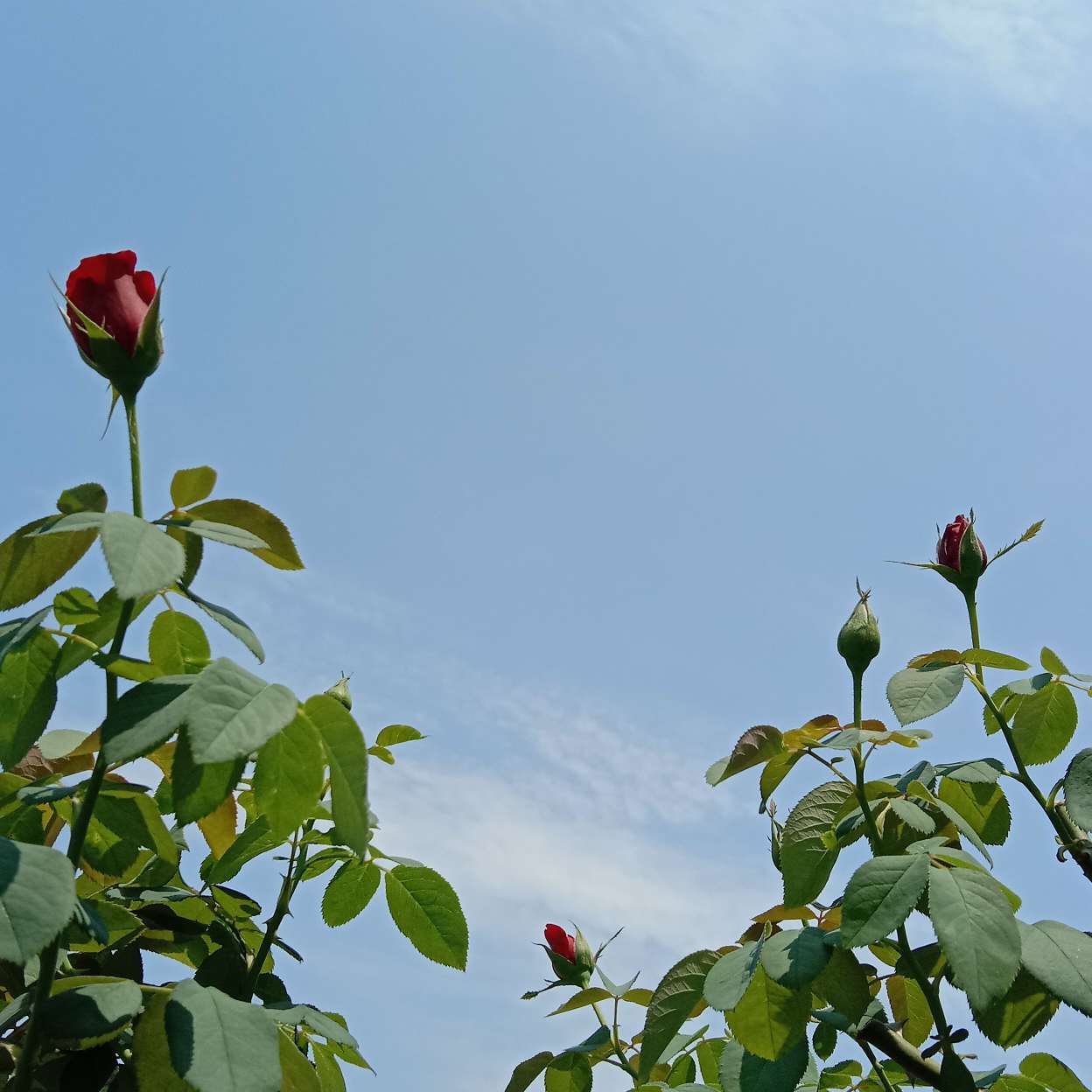 蟾蜍