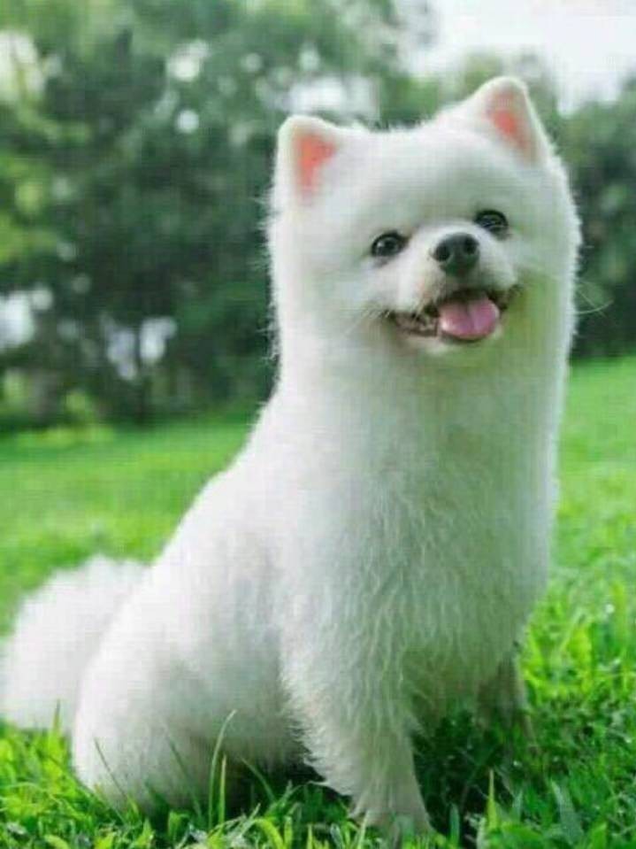 小小刘吖