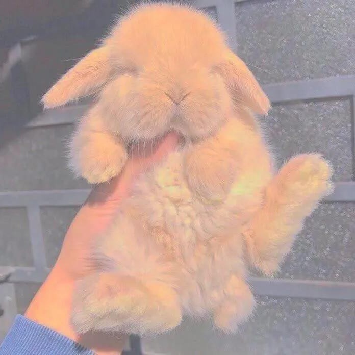 小说