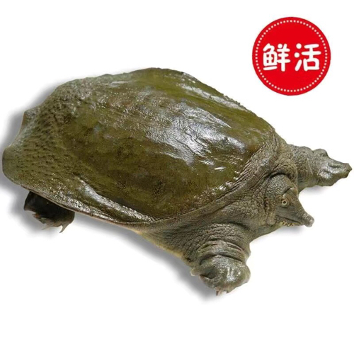 乔达摩·悉达多的专辑