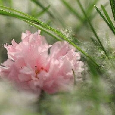 芬芳
