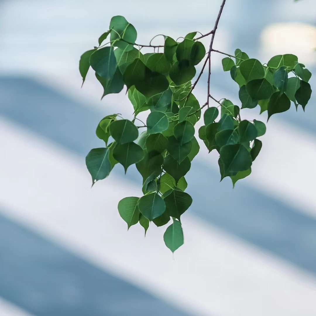 诗词吾爱