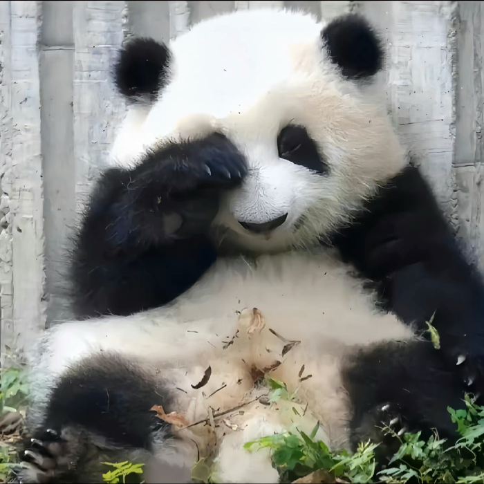 诗句