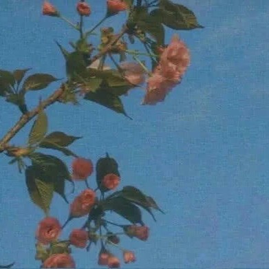 诗词歌赋