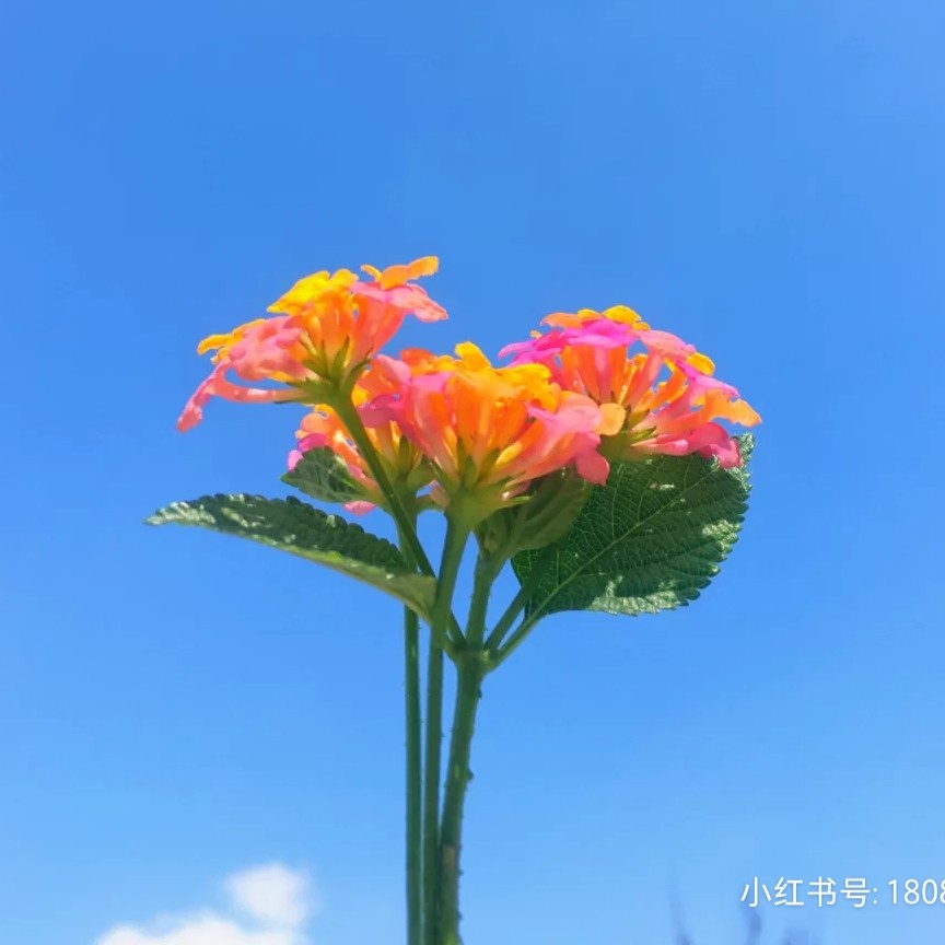 生活文件夹