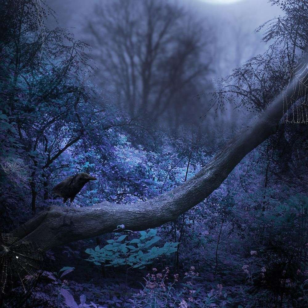 乌鸦的黑夜