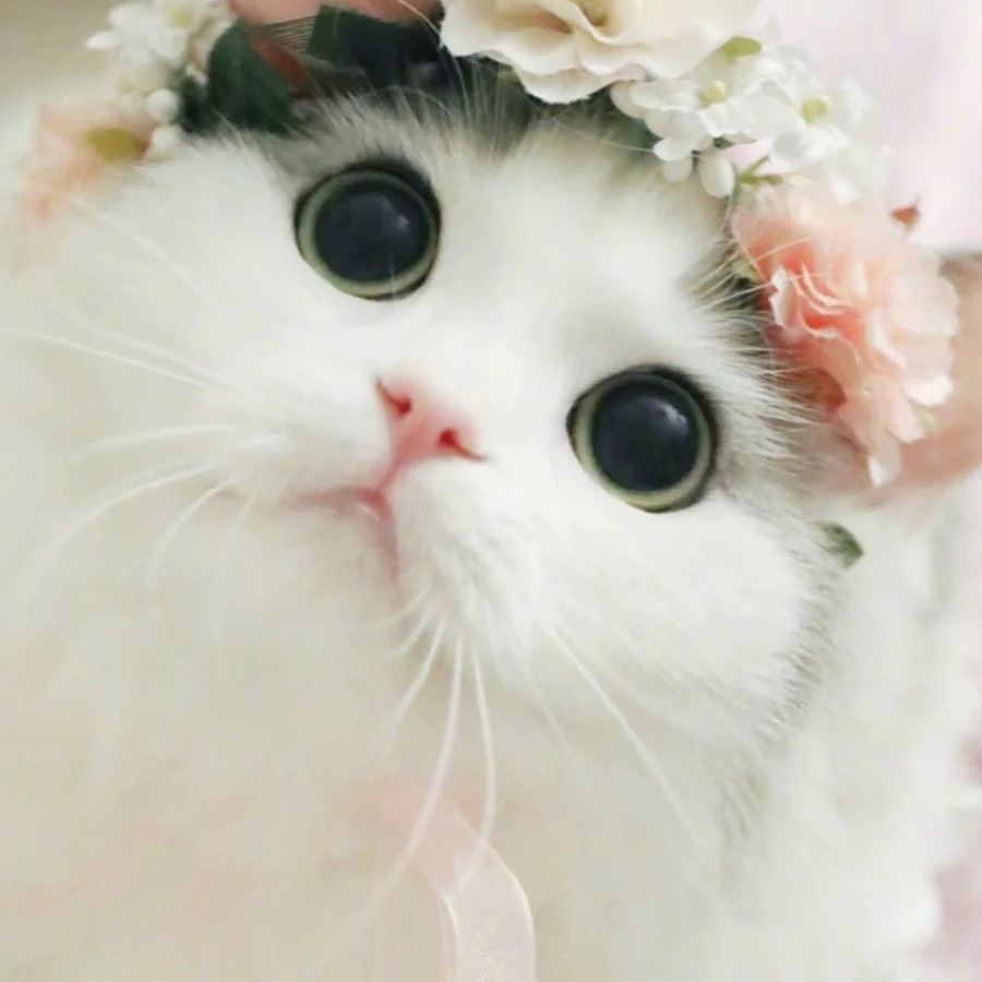不偷腥的猫