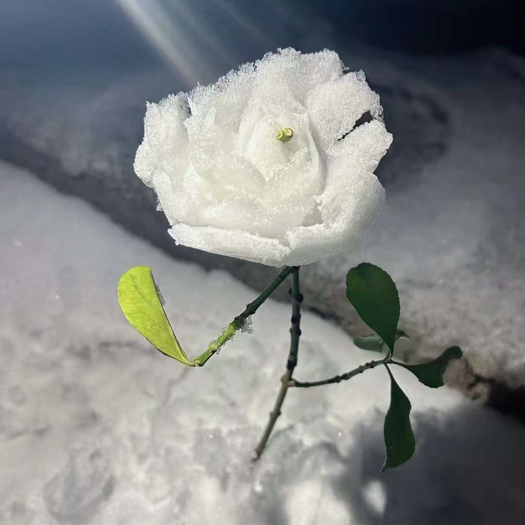 美