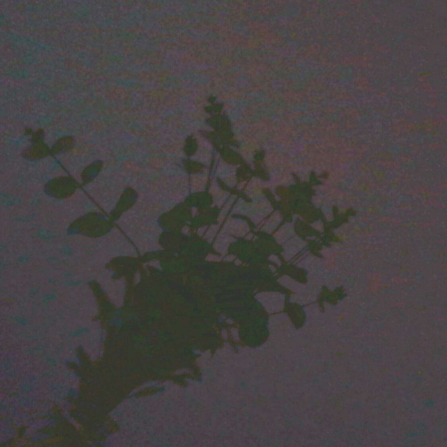 木心