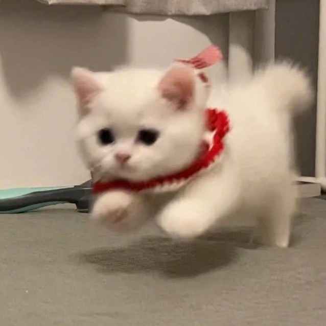 kua的专辑