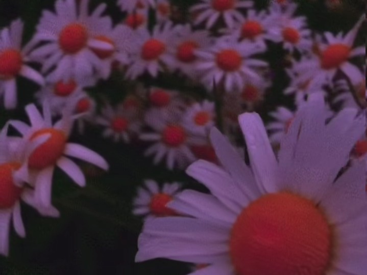 关于花的浪漫句子