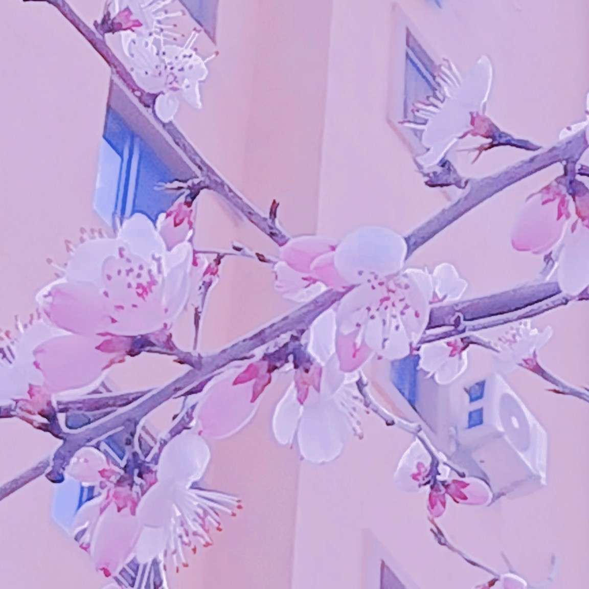 述想忆白啦