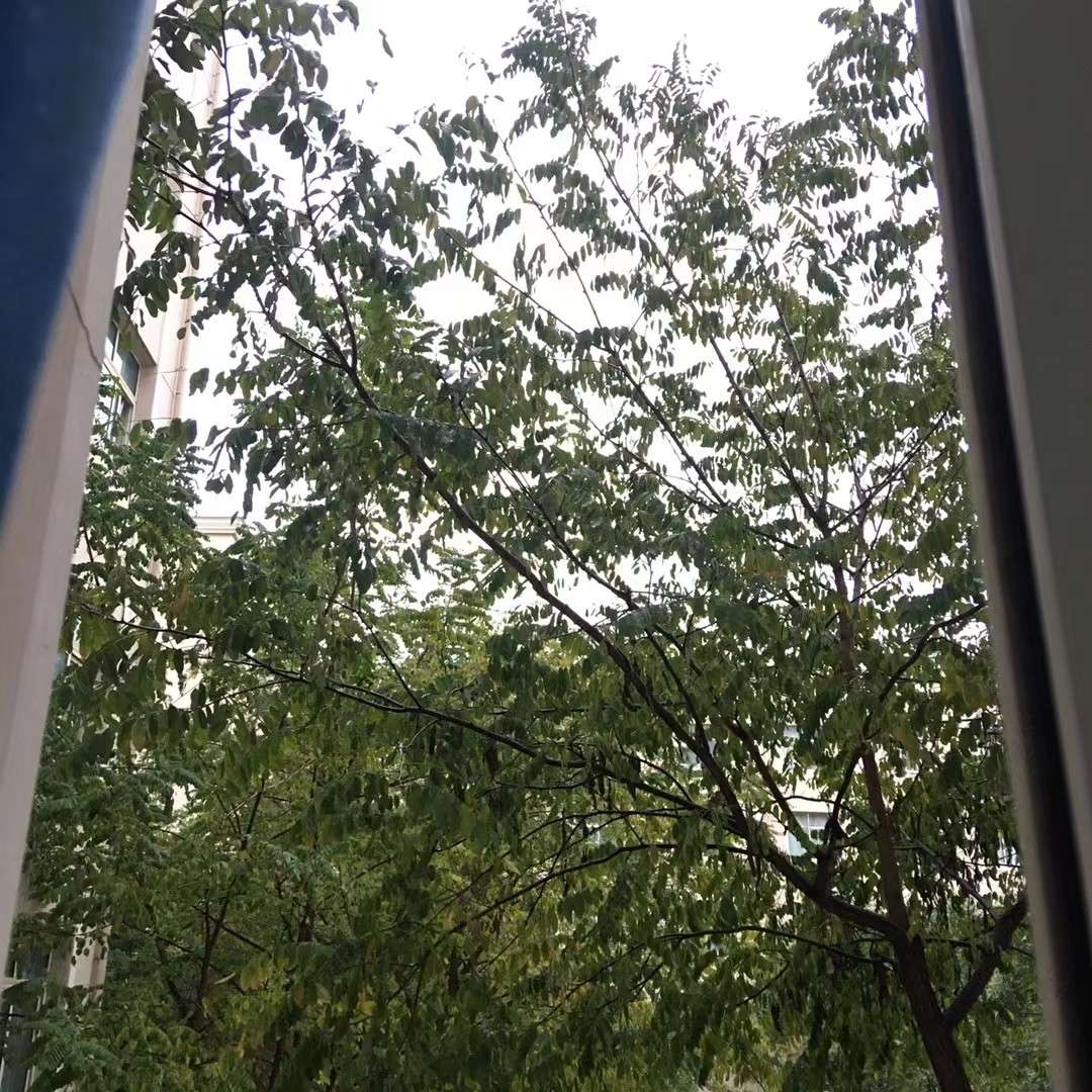 碎碎