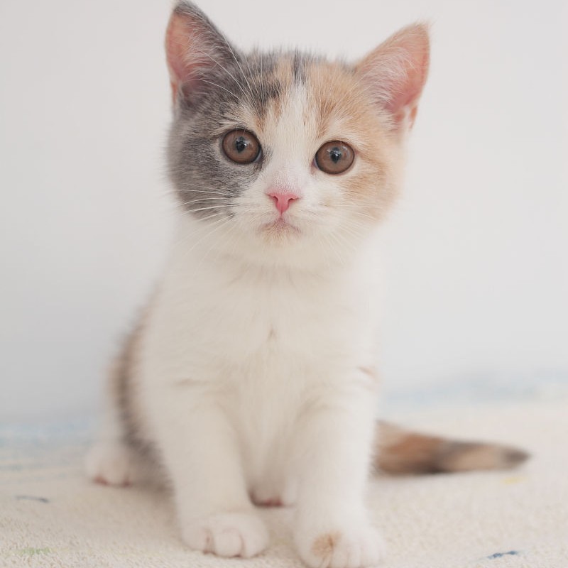 情感🐈🐈🐈