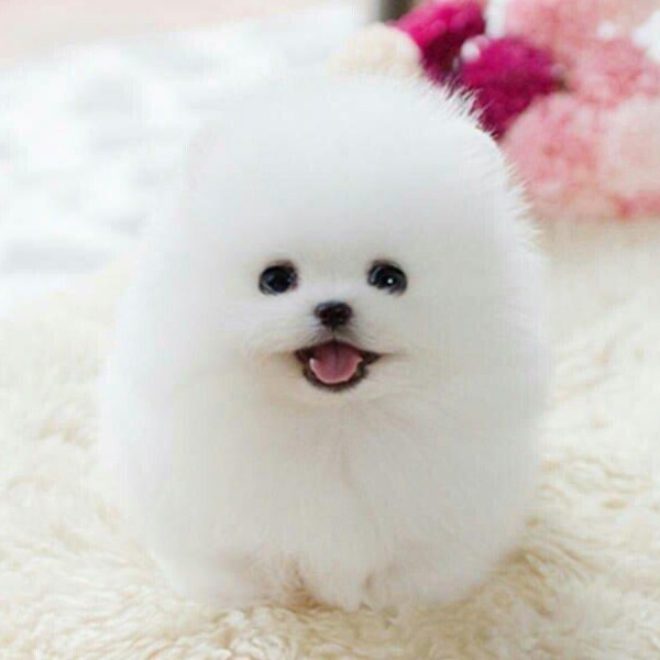生活🐕🐕🐕